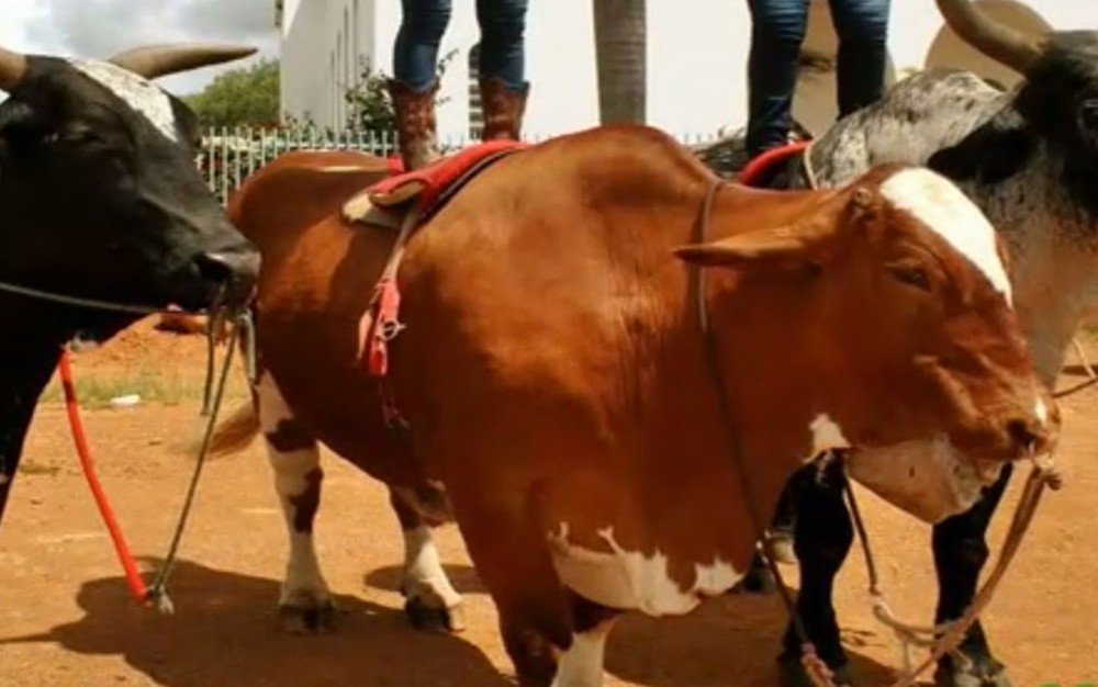 g1: Boi Diamante, da novela 'Em Família', foi furtado e abatido para cobrar dívida, diz polícia glo.bo/2DE1O9D #G1  #TimBeta