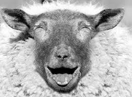 LanguageLambs's tweet image. Session TROIS at the Llanhilleth Institute demain (tomorrow) afternoon and I cannot wait!