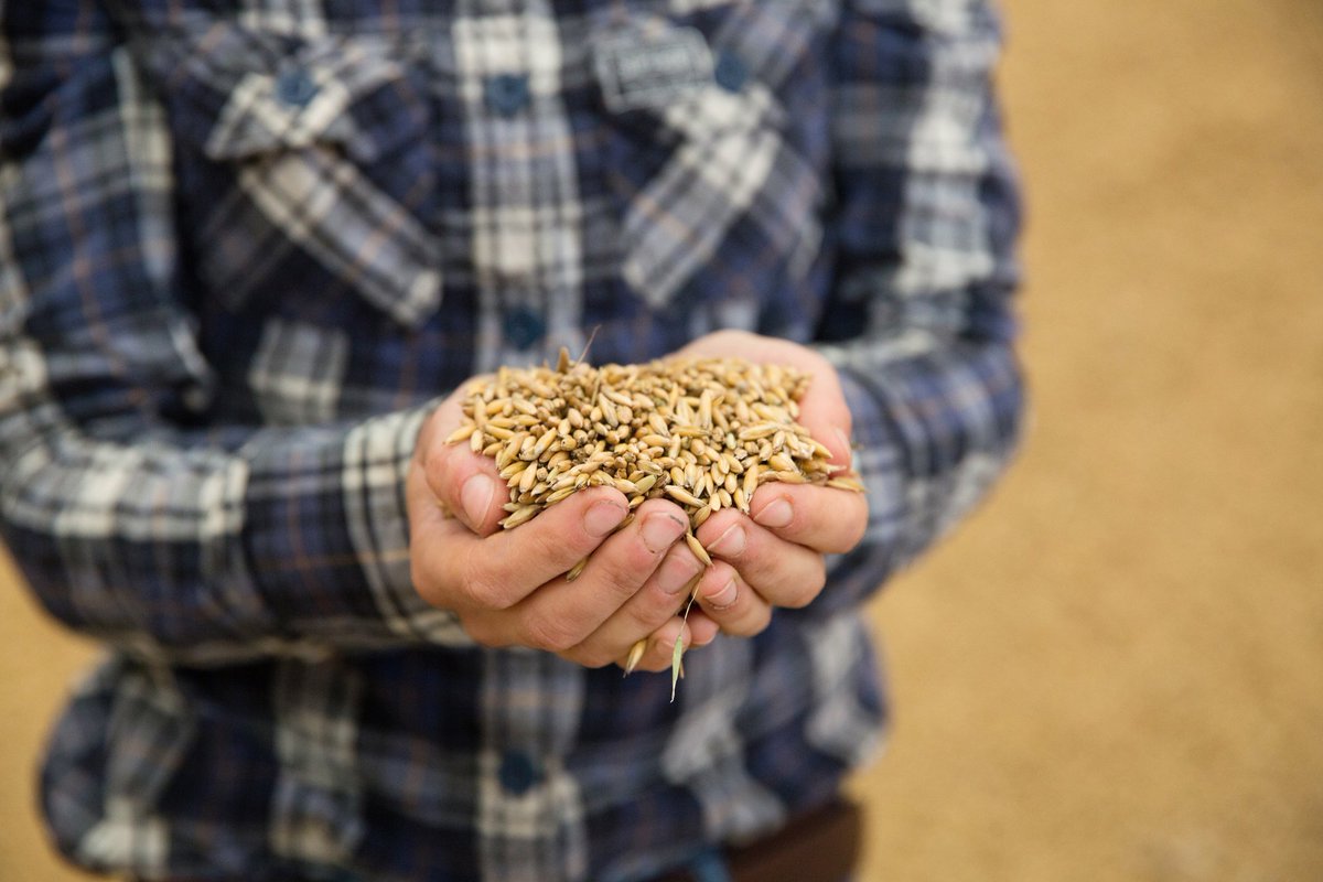 DunstanFarming's tweet photo. My name is Jenny Dunstan, I farm in Cornwall. My husband &amp; I produce nutritious #beef, malting #barley for beer, milling #oats for breakfast cereals and #OSR. We are @RedTractorFood assured. #BritishFoodisGreat @LoveBritishFood @NFUtweets #Food #Farming 476,000 #PeopleInFarming https://t.co/MJEBO1ZRav