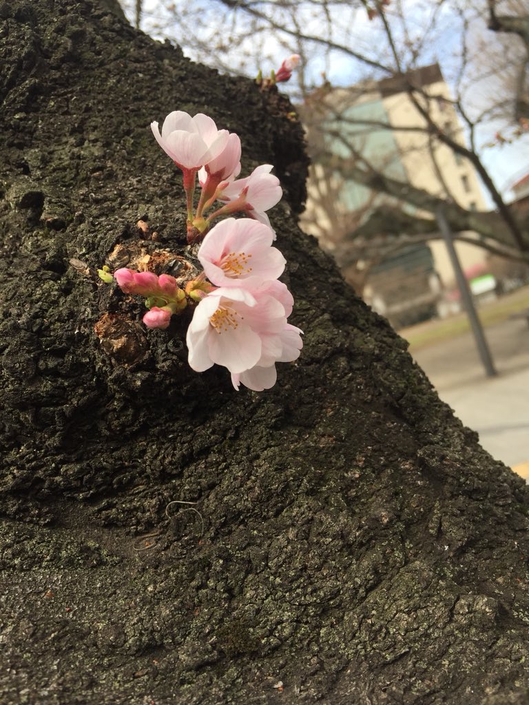 SlowLifeTtokyo's tweet photo. 染井吉野 https://t.co/Dv31Ry7VZ2