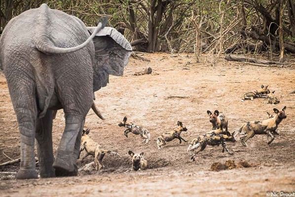 richardedsmith's tweet image. Do what you like when you&apos;re this big! These wild dogs were lying in the cool mud before being chased away by a bull elephant. Great photo from @WeAreWilderness