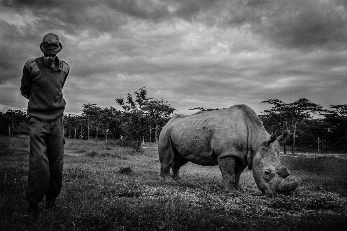 DavidPocock's tweet photo. Saddened to hear of the passing of Sudan, the world's last male Northern White Rhino. Sudan's death, and with it the future of his subspecies, reminds us of the grim future of extinction we face all over this incredible planet. It will hopefully spur us on to begin changing this. https://t.co/8sDssKYhyv