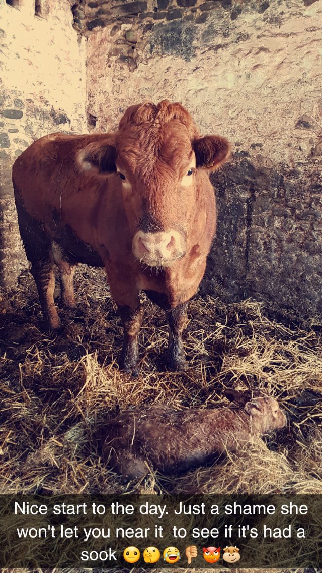 moocallofficial's tweet photo. Cows can be stubborn sometimes! 😩 #agtwitter #farming #agtech #farmers #agvocate #agpic https://t.co/pPUhJgqLWF