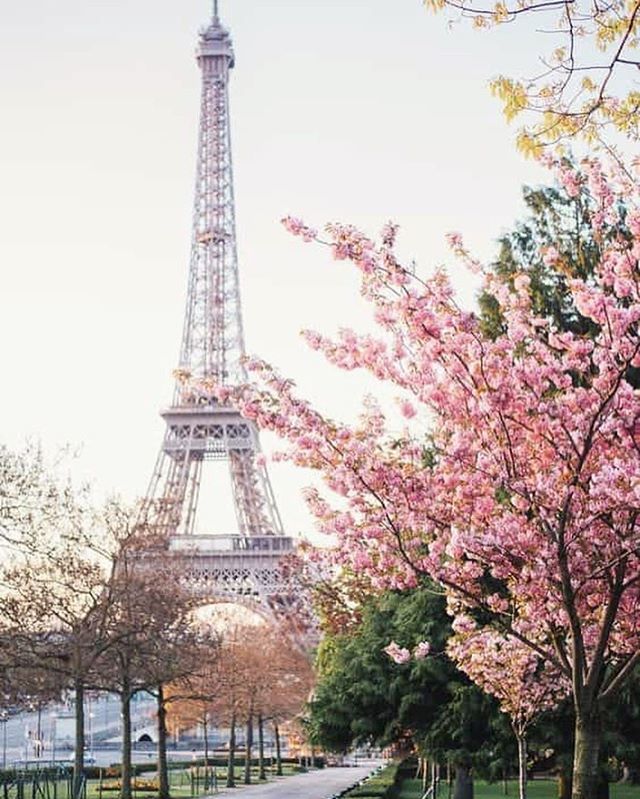 AbsolutelyFrenc's tweet photo. C’est le printemps ! 🌸 Le soleil, les feuilles vertes, les jolies fleurs... la saison idéale pour profiter des balades dans #paris
#visitparis #discoverparis #learnfrench #learndifferently #fle #exploreparis #expats #expatinparis #SchoolOfFrench https://t.co/KkpYAfyWOV https://t.co/eg7MQ4TUc6