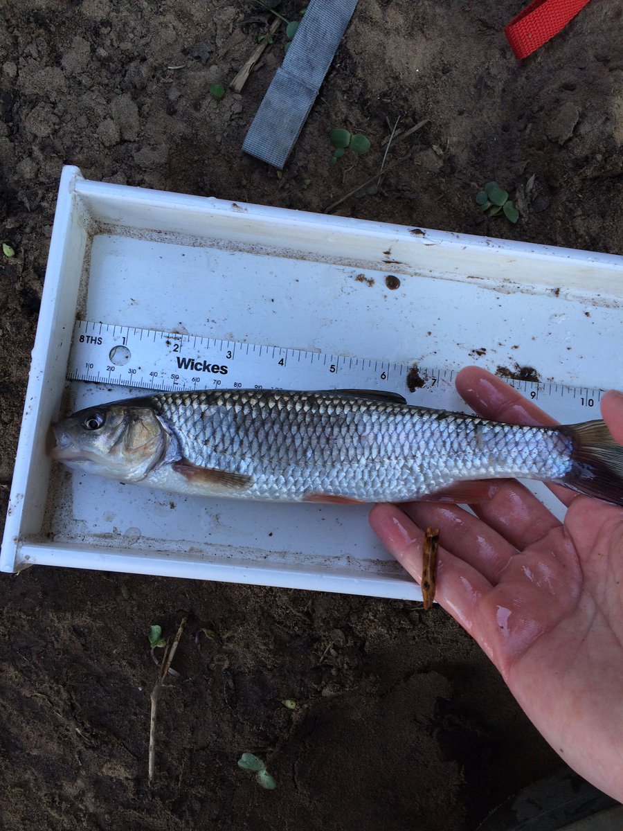 TM_WRT's tweet photo. Finally something of note from our Fyke nets, not the intended quarry but 7 species including salmon and sea trout smolt, chub, eel, flounder, roach and stickleback. Nets out all week in the hope that large Spring tides bring smelt with them. #SearchForSmelt https://t.co/XFkOE2VCHf