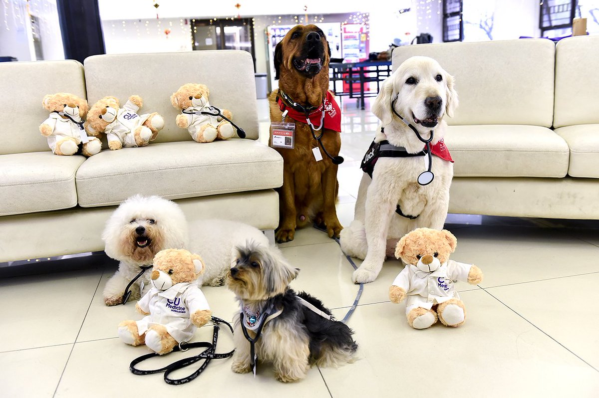 CUHKMedicine's tweet photo. Dr Dogs visit Madam S.H. Ho Hostel for Medical Students to #cheer up our medical students on the exam day!
@AnimalsAsia #PuppyTherapy #AMSAHK https://t.co/vZk96g3kXY