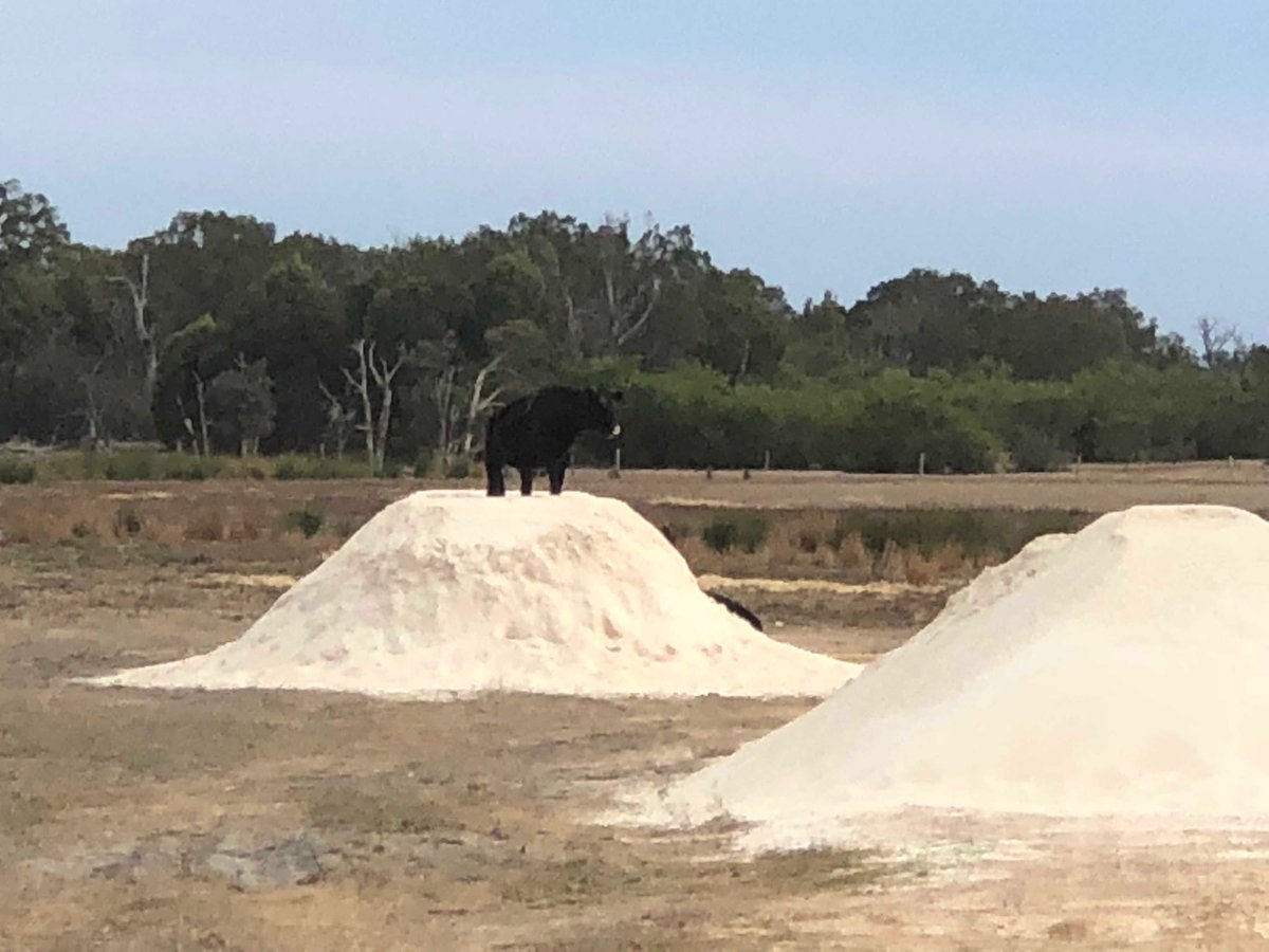BrettStacey37's tweet photo. Cattle trying to tell me their hungry?! Certainly hadn’t thought of feeding them Aglime!! 🤔😂 #beef https://t.co/rZiqpRUnFd