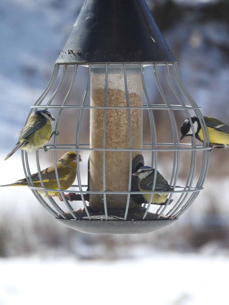 justaddbirds's tweet photo. Good to have lots of bird species feeding in the Just Add Birds garden while the snow lingers. Today we counted 15 species using our feeders or picking up dropped seed on the ground. @BTO_GBW #feedthebirds https://t.co/wB8VTAxUKc