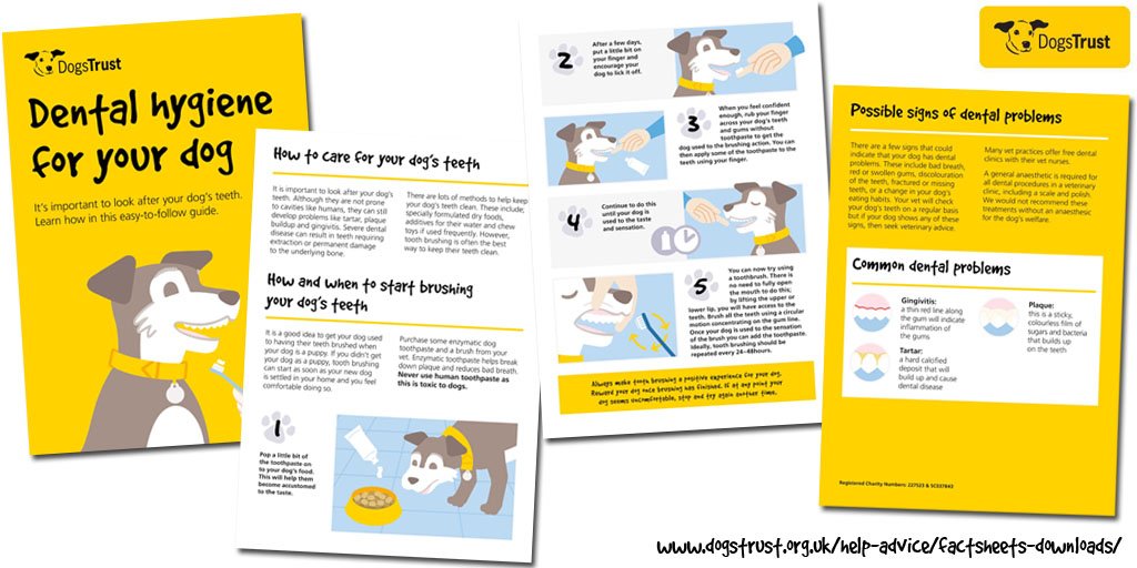 It's #WorldOralHealthDay - It's very im'paw'tant to look after your dog's teeth! Learn how with our easy-to-follow guide 👉 dogstrust.org.uk/help-advice/fa… 🐶 #WOHD2018