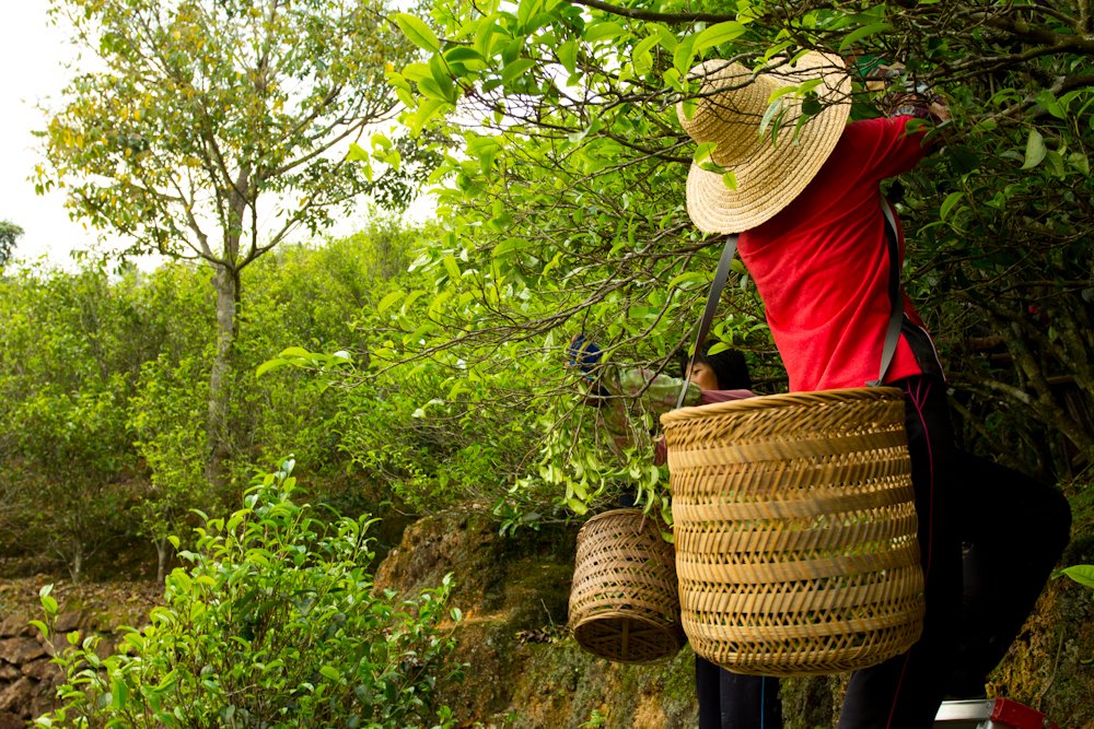 jkteashop's tweet photo. Feng Huang Dancong Oolong Tea Picking.
🤗🤗
https://t.co/T7ni1gheo8 https://t.co/zoNp3kUum3