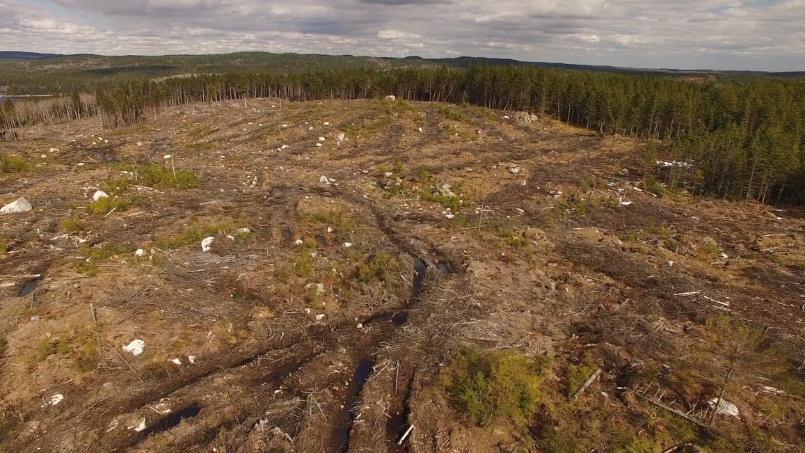 #clearcuttingns is not sustainable, not for a rural economy, not for #wildlife, not for #novascotia! #nspoli #acadianforest #biomass