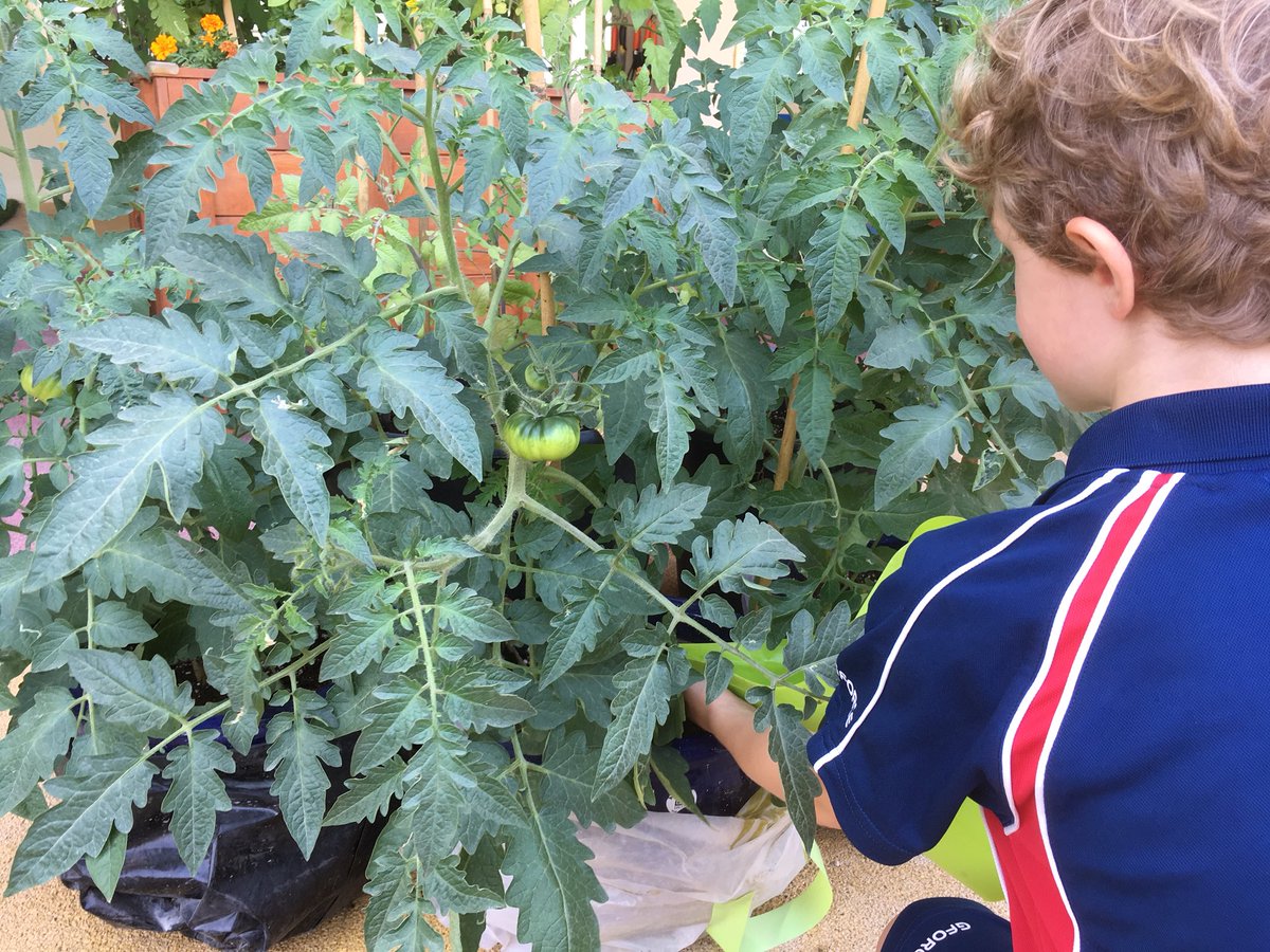 RPSDubai's tweet photo. Year One love working together in the Peace Garden. #sandyseeds https://t.co/sTW2XkZmus