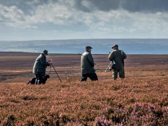 BASCnews's tweet photo. @BASCNorth regional officer @garethBASC is quoted in @Independent Ilkley Moor article.
“It is devastating for the fragile biodiversity of the moor that councillors have had their head turned by extremists who know so little of grouse moor management."
 https://t.co/ewafgig8T6 https://t.co/33sTwQ8rT6