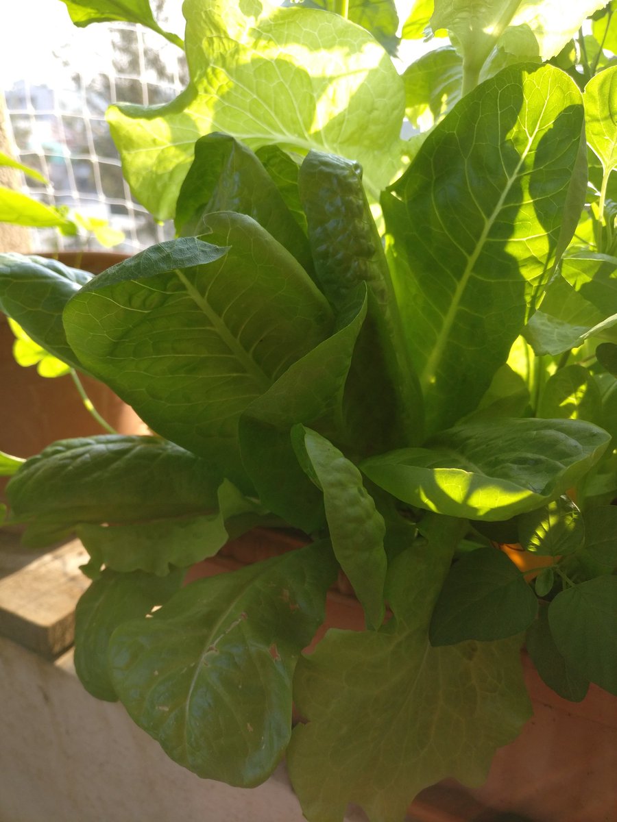 vanimurthy's tweet photo. Growing food in a living soil has become a big part of my life.... Composting a daily mantra  along with the reduce, reuse and recycle plus refuse . #urbanfarmer #wastemanegment #organic #environment #compostgrowcook #saynotolandfill @SwmrtBengaluru https://t.co/DnLTikZ9BS
