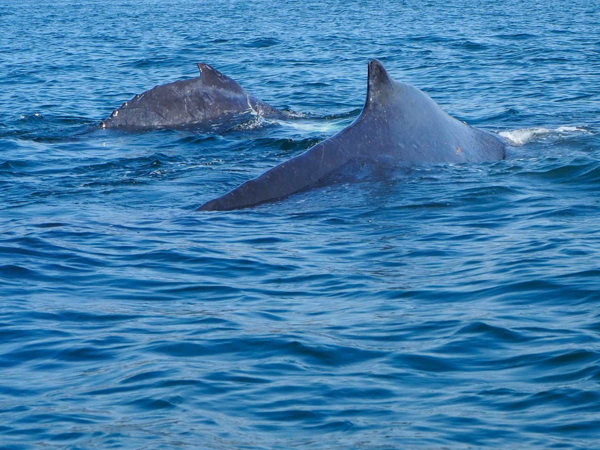Fiigee_'s tweet photo. #LeBonheurCestSimpleComme passer une matinée avec une maman & son bébé baleine 🐳 à #PuertoVallarta 😍👌 Merci @Fiigee_ // #Fiigee #Voyage #Experience https://t.co/XepbIYFo5C