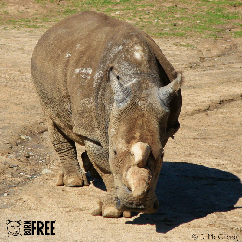 BornFreeFDN's tweet photo. Death of Sudan, the last male northern white rhino, sends a stark message 🦏 

Visit: https://t.co/qtrb1LAOBb | #SudanForever #SudansLegacy https://t.co/x0QZnVcv9I