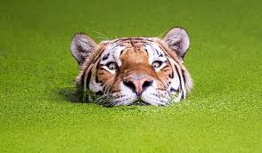 Android_Apps_18's tweet image. #InternationalDayOfHappiness
#يوم_السعاده_العالمي #FelizMartes #Sarkozy #39Indians
#فاكهه_تحبها_دايم 1 #빨간맛 #НиколяСаркози #SylviListhaug #Sudan
#UltimateDELETION #AmericanIdol #Bulls #LHHATL
Applink!!play.google.com/store/apps/det… …