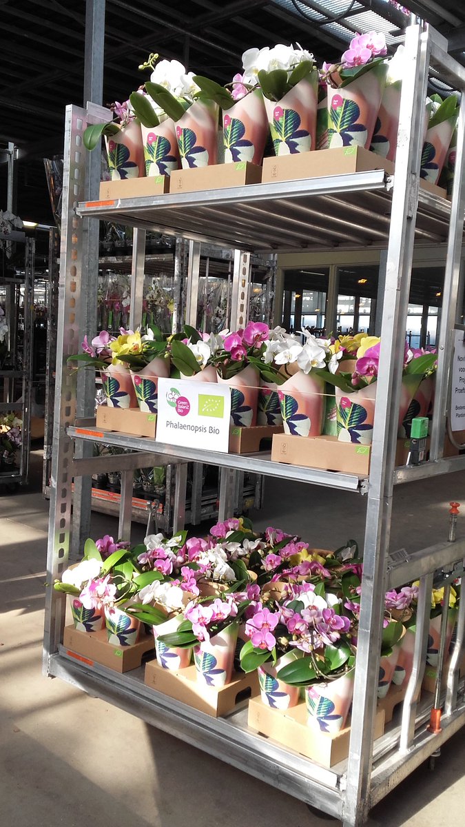 Deze biologische CurlieZ staan – letterlijk &amp; figuurlijk – in het zonnetje! Morgen en overmorgen te verkrijgen als ‘noviteit’ op de klok bij <a href="/Plantion/">Plantion</a> ! #bio #bioorchidee #greenbalanz #organicorchid #organic #plantion