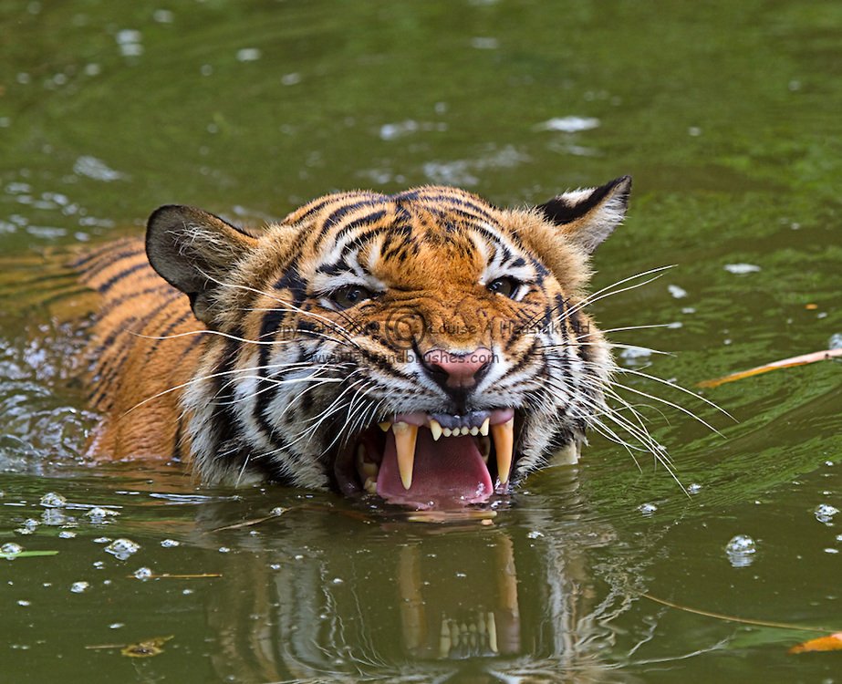 Android_Apps_18's tweet image. #InternationalDayOfHappiness
#يوم_السعاده_العالمي #FelizMartes #Sarkozy #39Indians
#فاكهه_تحبها_دايم 1 #빨간맛 #НиколяСаркози #SylviListhaug #Sudan
#UltimateDELETION #AmericanIdol #Bulls #LHHATL
Applink!!play.google.com/store/apps/det… …