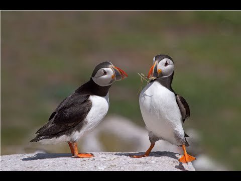 modnuetendencui's tweet image. Жми lucky.znaet.in Браузер Пуффин | Puffin Web Browser | Обзор браузера Паффин dlvr.it/QLj4wj #дополнительныйдоход