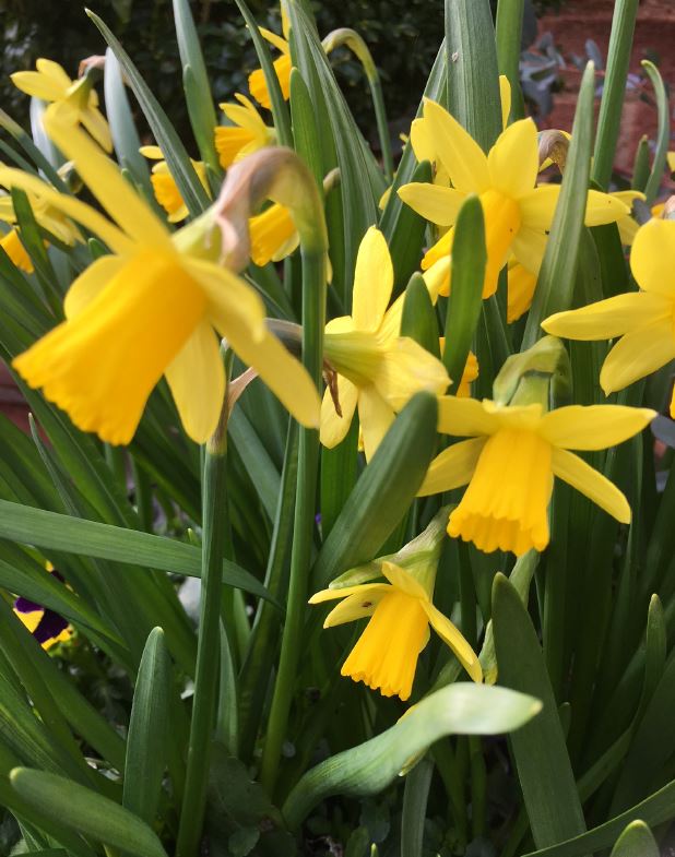 moreWitney's tweet photo. Spring is on the way. Pick up a copy of the NGS Yellow Book for gardens at for The Visitor Information Centres in Witney and Burford. @ngs_oxfordshire @moreWitney @moreburford #Lovegardens https://t.co/BDUjNUZTqe