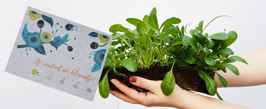growingpapernl's tweet photo. Wij hebben de lente in onze bol en vinden dat iedereen een bloemetje verdient! #groeipapier #growingpaper #duurzaam #spring
https://t.co/R5uehitDgW https://t.co/Atf6ZnviWC