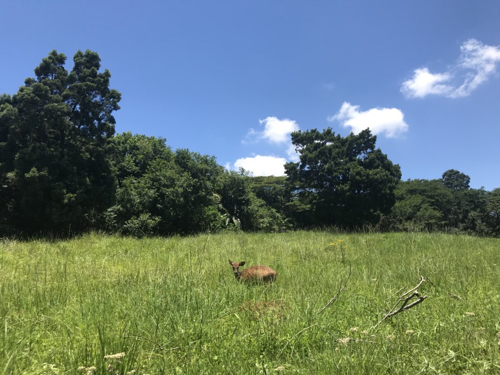 Sugendrie's tweet photo. My gran used to visit this reserve as a young scholar. Now her grandchildren love to hike here together #familyhistory #kennethstainbanknaturereserve #durban #southafrica https://t.co/WdjThao4it