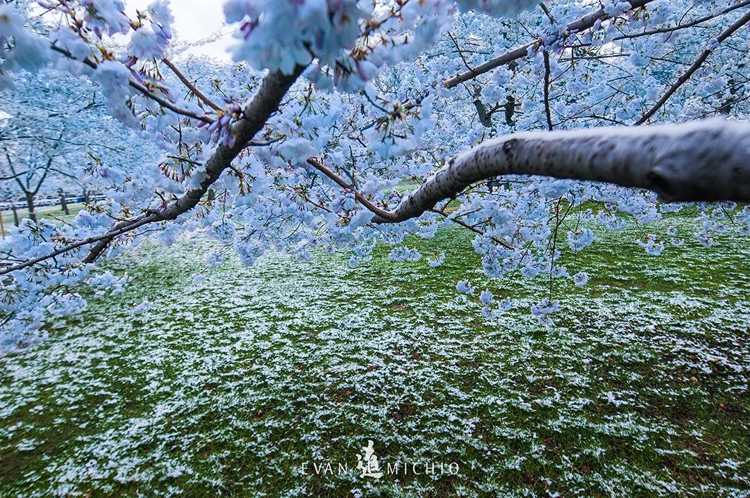 evanmichio's tweet photo. Blue cherry blossoms - Day 20 #31DaysofBlue inspired by @FightCRC #ColorectalCancer awareness month! Today we go to Capitol Hill #cherryblossom https://t.co/H2fyIkwhs8