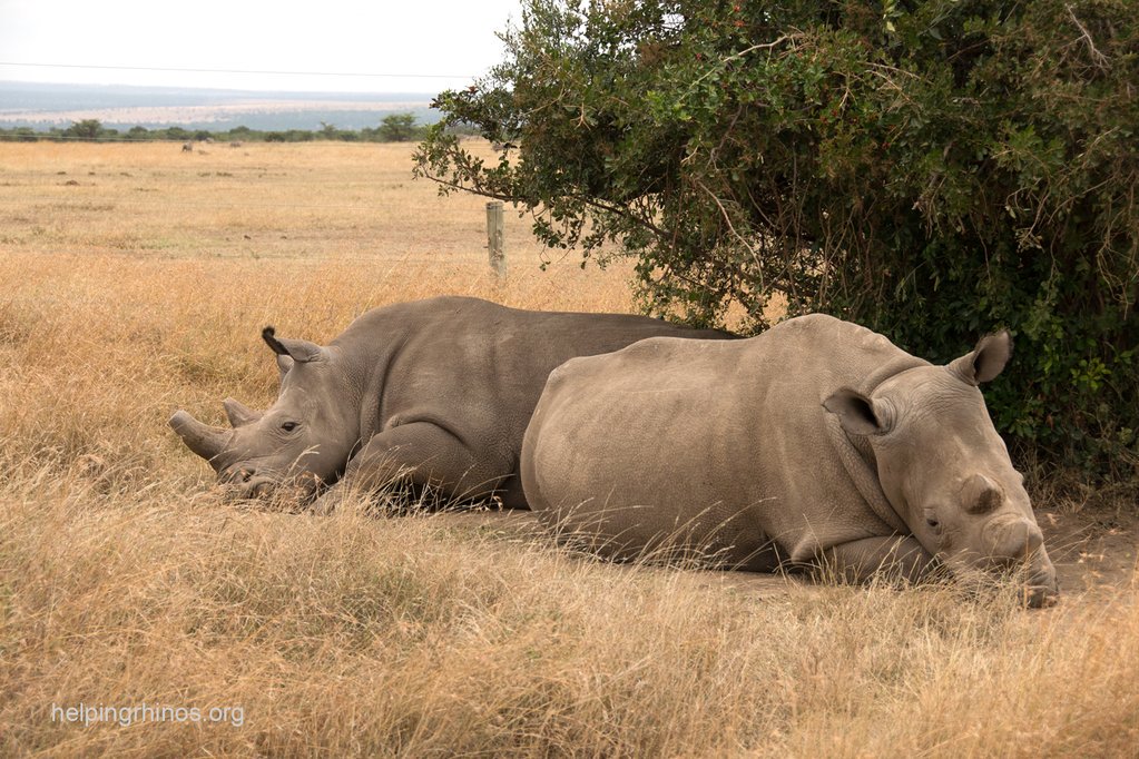 BiologistDan's tweet photo. Najin and Fatu sit alone in a field in Kenya. Their father/grandfather, Sudan, has died. He was the last male Northern White Rhino. Now they are the last of their kind. There will never be any more. NEVER!
https://t.co/V7VAx7kLvS https://t.co/NPlBdJtIsX