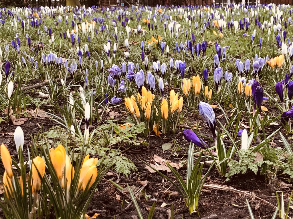 madeblue_tweets's tweet photo. Spring is trying it’s hardest in #Norwich this morning ☀️ So much colour! #firstdayofspring2018 https://t.co/zpyMk1TA8m