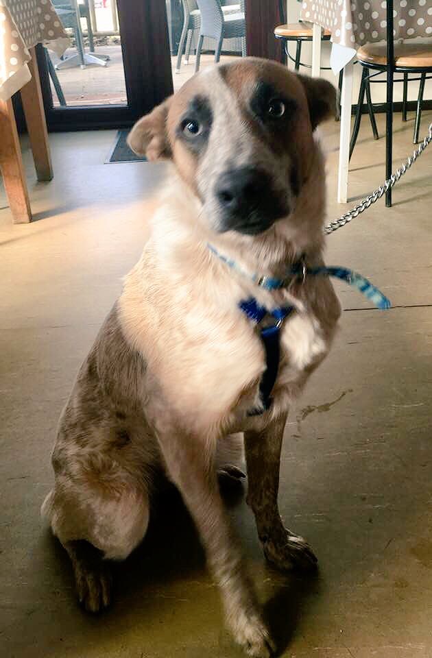 This is Buddy 9 months old , from Lampeter and he’s a seizure assist dog and does a fantastic job