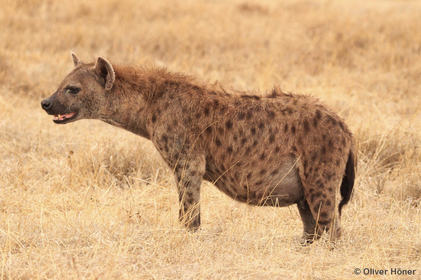 Hyena Project on Twitter: "Only worry is that Hyena man gives Harar #