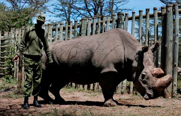 World's last male northern white rhino, Sudan, dies: bit.ly/2pqVf6d https://t.co/69MhnPnE1m