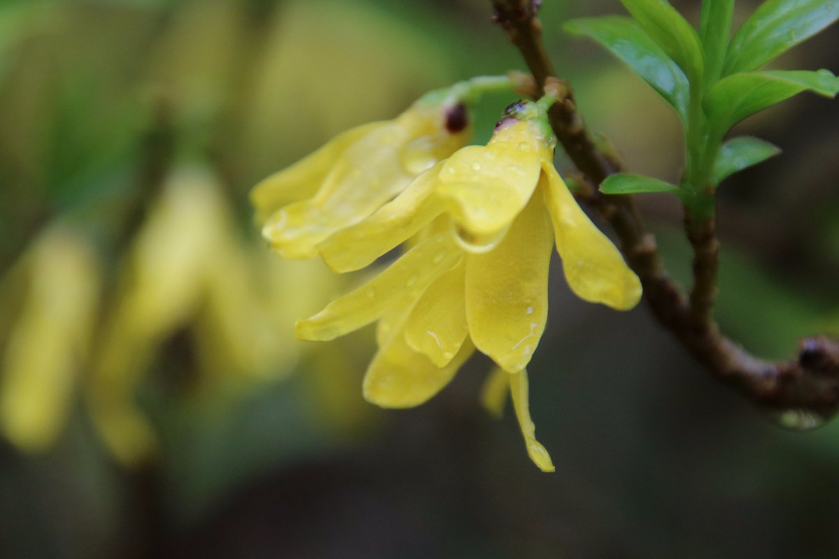 Yoko Ito A Twitter レンギョウ 連翹 れんぎょう も 黄色い花が雨に濡れて キレイね 花 レンギョウ 連翹 モクレン公園 Yoko Ito A Twitter レンギョウ 連翹 れんぎょう も 黄色い花が雨に濡れて キレイね 花 レンギョウ 連翹 モクレン公園