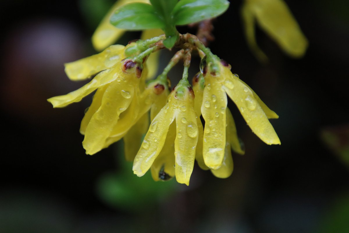 Yoko Ito A Twitter レンギョウ 連翹 れんぎょう も 黄色い花が雨に濡れて キレイね 花 レンギョウ 連翹 モクレン公園 Yoko Ito A Twitter レンギョウ 連翹 れんぎょう も 黄色い花が雨に濡れて キレイね 花 レンギョウ 連翹 モクレン公園