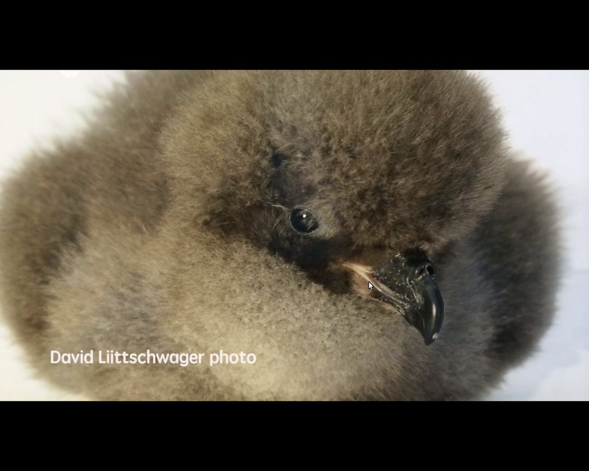 Knacki200's tweet photo. @Tschaar_ @Knacki200 @BermudaCahowCam Bermuda Petrel. https://t.co/dv3WI3YzvO