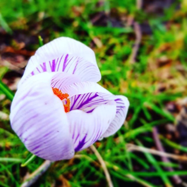 MartyMacValk's tweet photo. #winterbloem #winterbloemen #winterblumen #winterblume #winterflower #winterflowers #prachtig #beautyfull #schön #macvalk #computahpapiah #kleuren #colors #farben #utrecht #samsung #samsungs7 #photography #fotografie #natuur #natuurfotografie #naturfoto #natur #nature #natur… https://t.co/CixauGxRK8