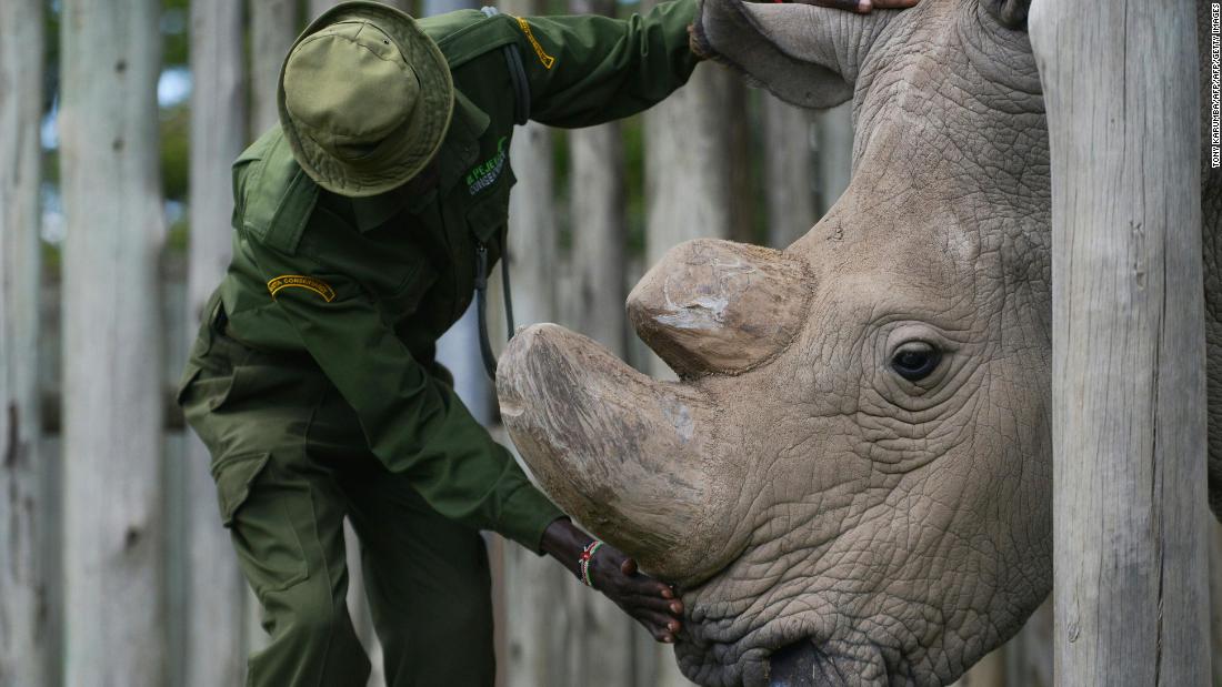 The world's last male northern white rhino has died, leaving only two females left to save the subspecies from extinction cnn.it/2IEXr1I