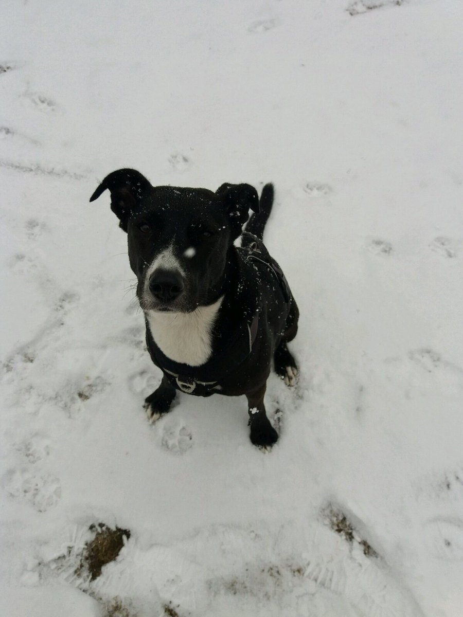 bangiebangs's tweet photo. Snow day 💕❄⛄🐕 with one of the @glorybeasts :) #Atalandi #dogsofberlin https://t.co/3BVNSzhKVU