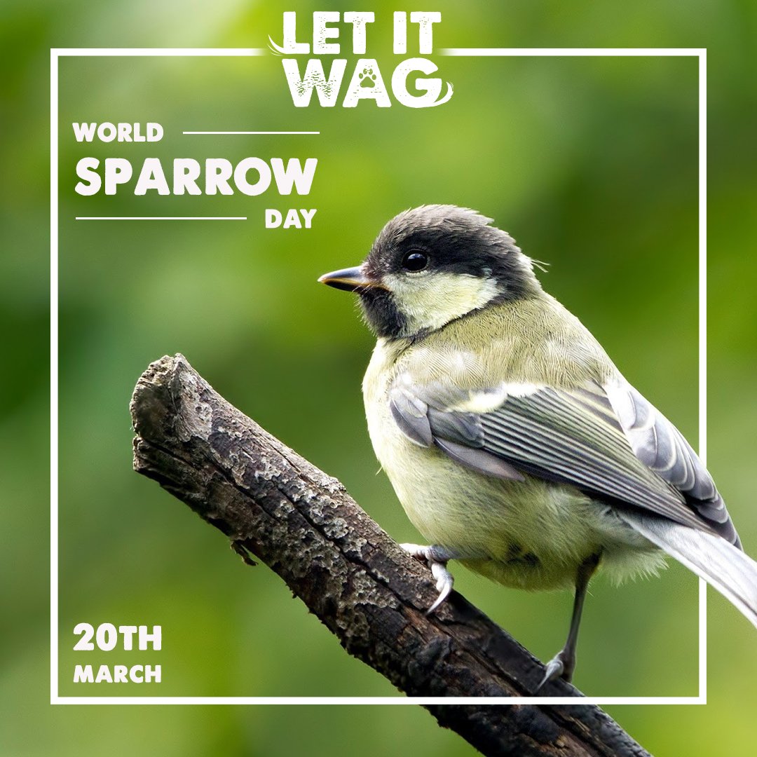 LetItWagApp's tweet photo. Let It Wag wishes World's Sparrow Day, Don't forget to contribute help to a single bird.
#Letitwag #Supportletitwag #Worldssparrowday #Savebird #Helpbird #Contributehelp #saveanimal #animalrescueapplication #Foster #Adopt #Rescue #Donate #Helpanimal #Careforanimal https://t.co/eGIjuVSyoO