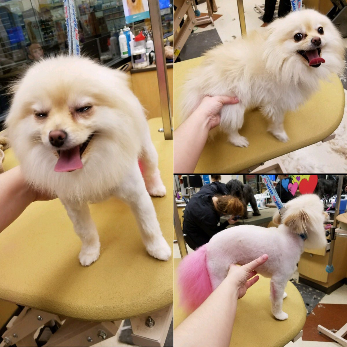 #Northeastgrooming  #cny #1194 #extrememakeover #pomeranian #RaquelC