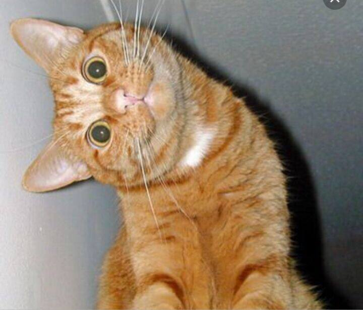 DYuwnLXXcAA3OZf.jpg:large