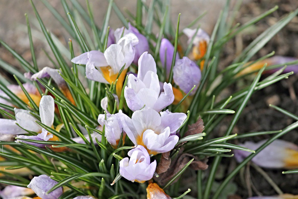 TullisSearchGrp's tweet photo. Happy First Day of Spring! https://t.co/0HA32ho7Ol