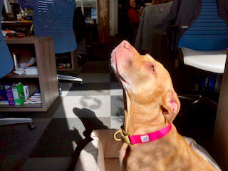PipelineDeals's tweet photo. Tawny loves coming to #PipelineDeals!  #bringyourdogtowork #Seattle https://t.co/NcFP1WJYSs