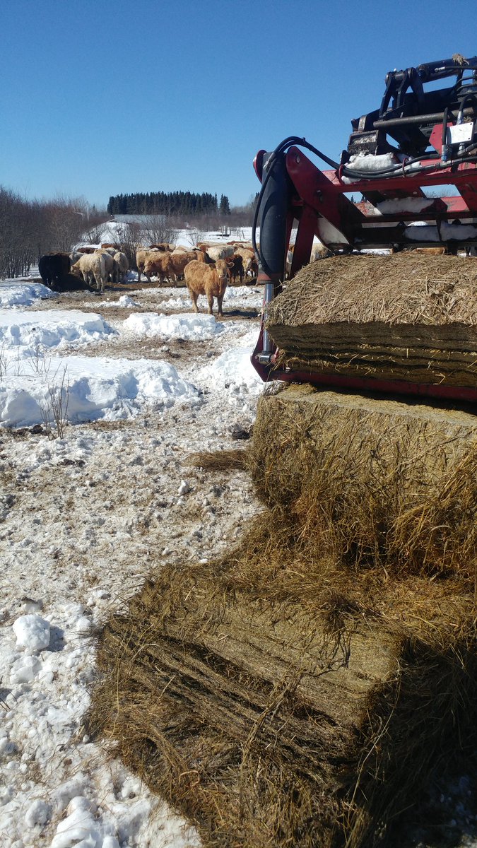 Beauty of a day for feeding on the first day of #spring