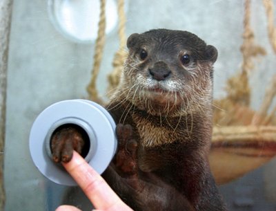 OmarHolmon's tweet image. "You're the audtior?"

"Yes"

"... And you're an otter?"

"Yes. My name is Arthur. Now, looking at your fina--"

"You're an auditor that's an otter named Arthur?" 

"You're about to be indicted, Gary. Is that what you want?"