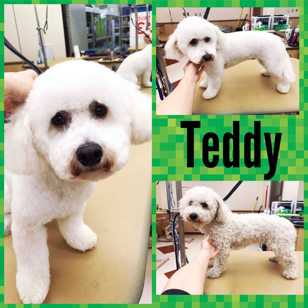 #northeastgrooming #store1669 #epa groomer: Kelly, Category: Extreme Makeover <a href="/monicalovespets/">PetSmartNortheast</a> <a href="/ssklr11/">Kristie Reisenweaver</a>