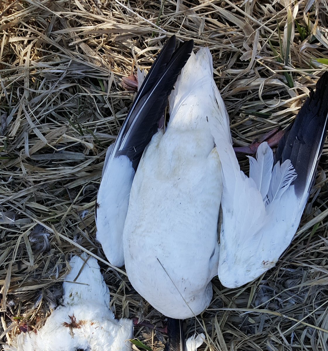 OSP_Fish's tweet photo. OSP Seeking Public Assistance in the Waste Of Several Snow Geese in Malheur County. Email TIP@state.or.us or call 1-800-452-7888 (*OSP) with information. https://t.co/YVzGZixbO0 https://t.co/xE0KW5kxUx