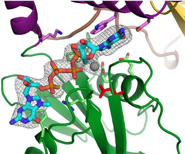 Latest work from our lab on control of mRNA decapping: structure of doubly activated mRNA decapping complex with 5' cap substrate analog by <a href="/JeffMugridge/">Jeff Mugridge</a>.  rdcu.be/JsdJ