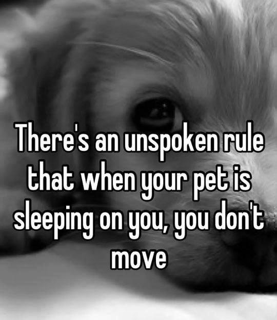 There certainly is!. Been held hostage many times...😉#dogs #dogsoftwitter #doglovers
